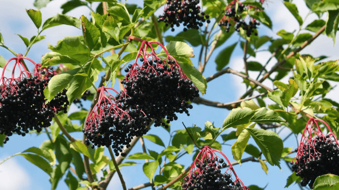 Elderberry: What It Is, Health Benefits, and More - So Good So You