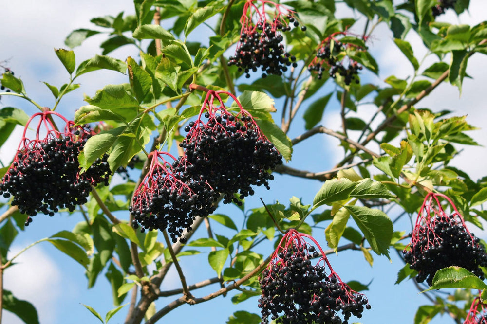 Elderberry: What It Is, Health Benefits, and More - So Good So You