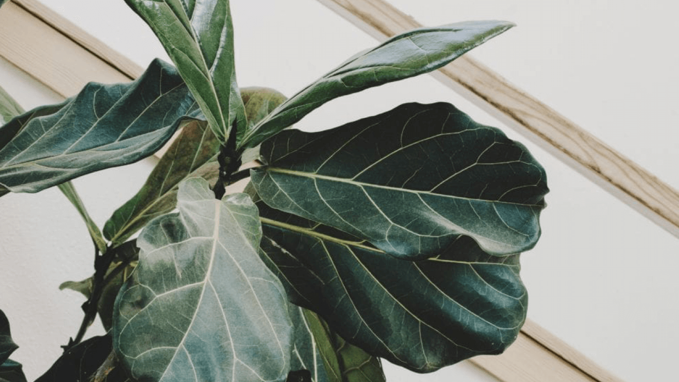 How to Give Proper Plant Care to your Green Family - So Good So You