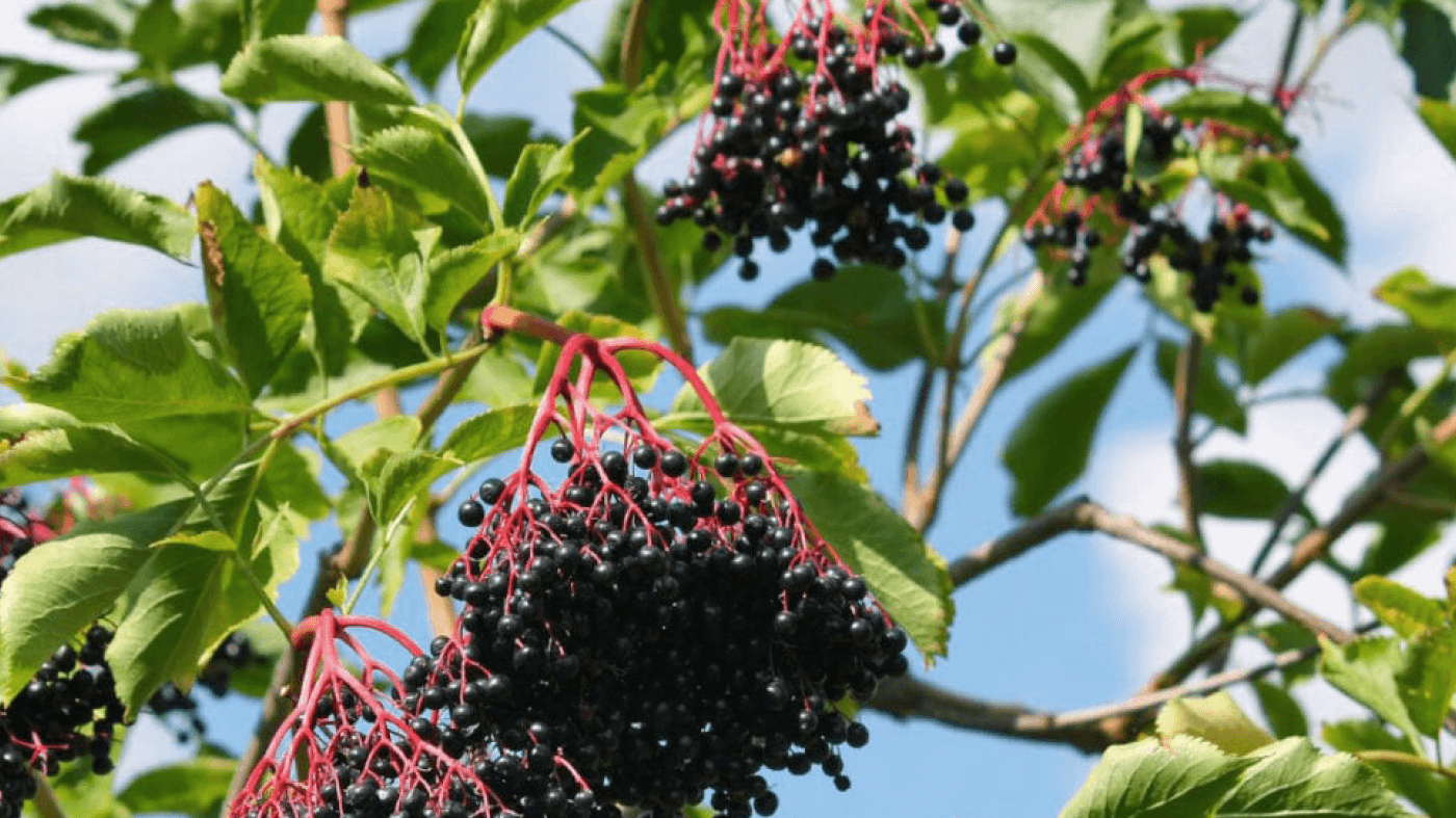 Why Everyone is Talking About Elderberry - So Good So You