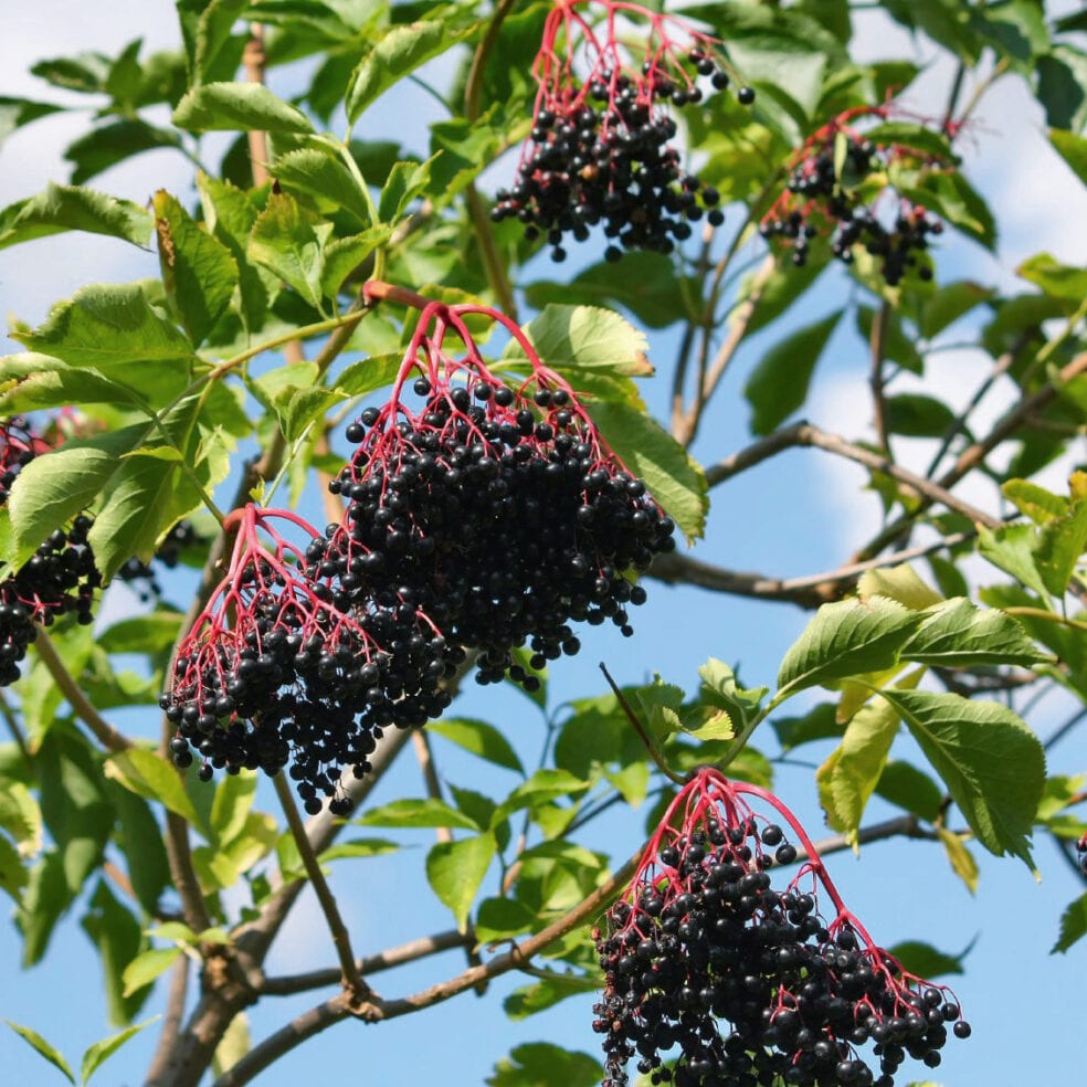 Why Everyone’s Talking About Elderberry - So Good So You